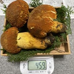 ⑤南信州豊丘産 アカヤマドリ459g - メルカリ