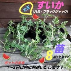 すいか 苗 スイカ 西瓜 大玉 甘い 8ポット - メルカリ