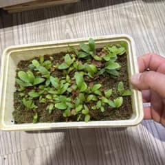 ビカクシダフーンシキ胞子培養株のサムネイル