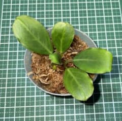 Bucephalandra sp.
