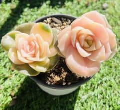 ❤️専用出品❤️ラブリーローズ錦❤️葉挿しっ子⑦❤️          ★セール ♪★ セール 多肉植物 ラブリーローズ錦 2苗セット 抜き苗 根付き発送