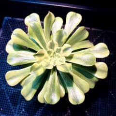 多肉植物アエオニウム錦❤️ 翡翠琉璃 ❤️ 多肉植物アエオニウム錦❤️ 翡翠瑠璃 ❤️