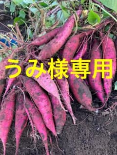うみ様専用          紅はるか S 5kg 箱込み  さつまいも 無農薬のサムネイル