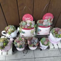多肉植物 ♡そのまま飾れる寄せ植え♡8点セット♬*° - メルカリ