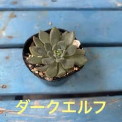 多肉植物　☆ダークエルフ☆抜き苗根付きのサムネイル