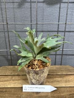 P. Willinckii Omg(spore) 【62】 - メルカリ