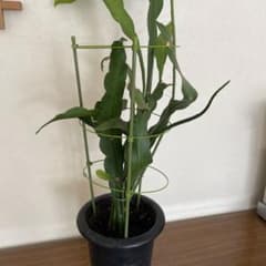 月下美人の根つき苗のサムネイル