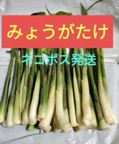 ⑧　みょうがたけ　【青森県産】　無農薬　茗荷竹　ミョウガタケ　みょうがたけのサムネイル