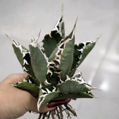 て*う様 アガベ オテロイ 実生　検）チタノタ オアハカ 冰雹 牛魔王 悪魔くん アガベ チタノタ 悪魔くん【発根管理中】TC株 Agave titanota 多肉植物