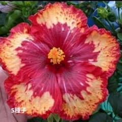 変わった花色　5種子のサムネイル