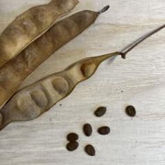 ねむの木の種子　20粒のサムネイル