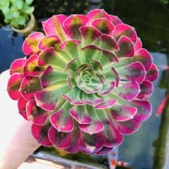 銅壺白錦 大苗 美苗 アエオニウム 多肉植物 - メルカリ