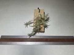 Tillandsia capillaris var.virescensのサムネイル
