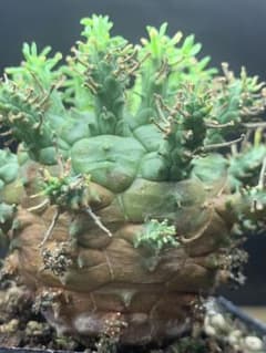 202塊根植物ユーフォルビア デセプタ 木質化 球状 極上・実生大株