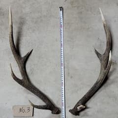 鹿の角　大のサムネイル