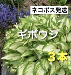 ホスタ　ギボウシ　３本セット　抜き苗　斑入り　ギボウシ苗のサムネイル