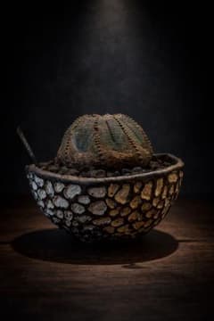 オールドオベサ【発根済】【ramat鉢】 オールドオベサ【発根済】【ramat鉢】 - メルカリ