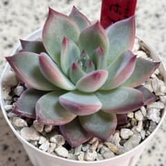 多肉植物 中里リンゼアナ実生 実生苗 美苗 （別途速達必ず購入お願いし