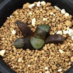 ハオルチア（ハオルチオプシス）ブリンジー　多肉植物260531のサムネイル