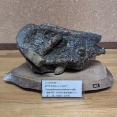 サ*ス様 ポリプチコセラス アンモナイト化石(581) サ*ス様 ポリプチコセラス アンモナイト化石(581) - メルカリ