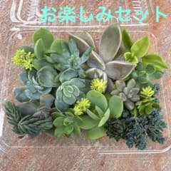多肉植物 お楽しみセット カット苗のサムネイル