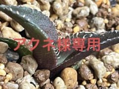 アクネ様専用 レッドキャットウィーズルのサムネイル