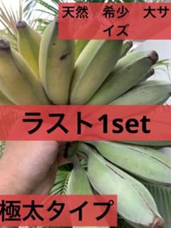 沖縄　天然アップルバナナ 丸々1房 太太サイズ14から16本❗️ ラスト1セット‼️のサムネイル