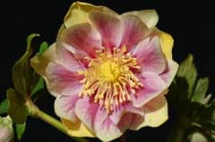 クリスマスローズ 認定プリマヴェーラゴールド 加藤農園 - メルカリ