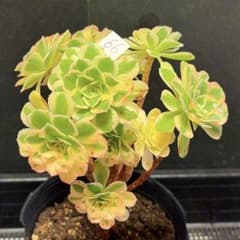 66#観葉植物アエオニウム錦❤️富士雪錦❤️11大小頭16cm 拔き苗 66#観葉植物アエオニウム錦❤️富士雪錦❤️11大小頭16cm 拔き苗