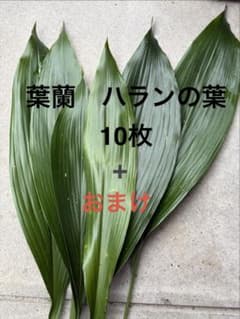 無農薬　ハランの葉 葉蘭　10枚 新鮮のサムネイル