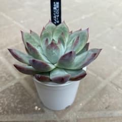 宮田コロラータ×中里リンゼアナ札付きポットごとメルカリ便SSSさん苗 多肉植物⭐︎SSS⭐︎宮田コロラータX中里リンゼアナ⭐︎名札付き