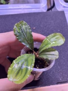 Bucephalandra sp.Emerald ミニサイズ水上株 - メルカリ