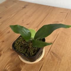 観葉植物　ビカクシダ　リトルキティのサムネイル