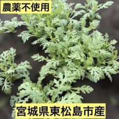 宮城県東松島市産農薬不使用 春菊の苗　10株 ネコポスのサムネイル
