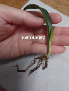 万年青の新芽のサムネイル