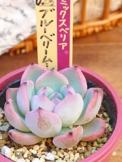 ❤️確認用❤️ミックスベリア❤️ブルーベリームーン❤️抜き苗♪✨メルカリ便✨札なし 多肉植物 ブルーベリームーン 抜き苗 ミックスベリア 札無し - メルカリ