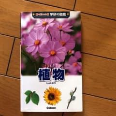植物　はなこ様専用のサムネイル