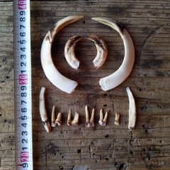 イノシシの牙のサムネイル