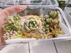 多肉植物 セットのサムネイル