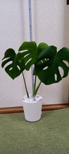 モンステラ 発根済み 約50cm 大型株 切れ込み葉3枚 - メルカリ