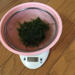 ウィローモス約30グラムのサムネイル