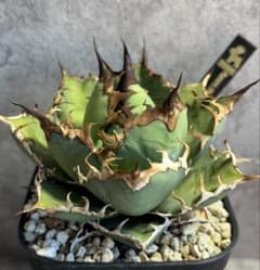 チタノタ　シーザー　美株　タグ付き　【99】 美株❗️チタノタ シーザー タグ付き❗️【50】 アガベ チタノタ