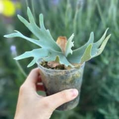 P.willinckii 'Nano' spore 2611 - メルカリ