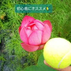 八月様 リクエスト 2点 まとめ商品のサムネイル