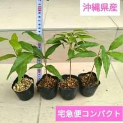 菊水 大型タイプ 実生 鉢植えメルカリ便送料込み メルカリ】【植物の梱包方法】第四種郵便 フードパック・ペットボトル