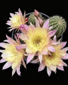 芙蓉花 新品種花サボテン　白檀　 カキコのサムネイル