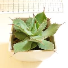多肉植物　アカベ　雷神のサムネイル
