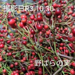 野ばらの実　約10センチから約15センチいろいろ入って100本のサムネイル