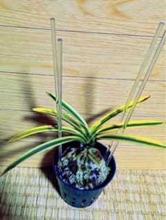 富貴蘭　紫織(極上柄!) 富貴蘭「錦織」本芸品最上柄 - メルカリ