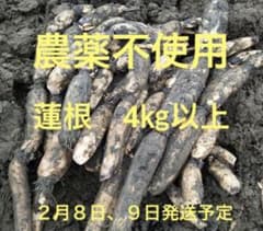 自家栽培農薬不使用　愛知県産れんこん　4㎏以上のサムネイル